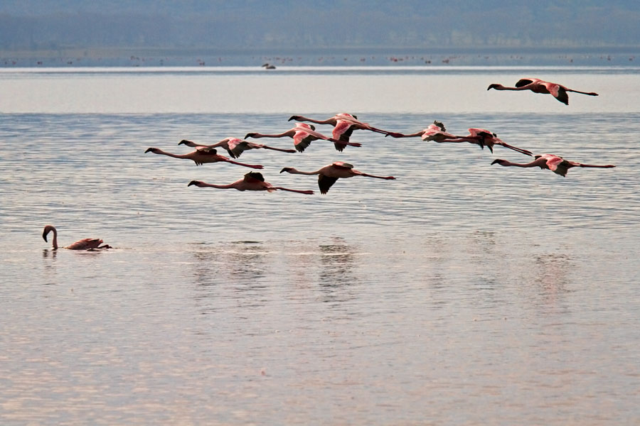  Landing at lake Nakuru   lesser Flamingo   Kenya 